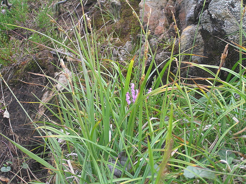 Plik:Carex vaginata3.JPG