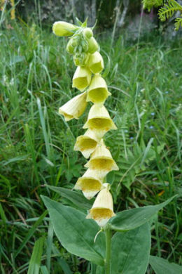Naparstnica zwyczajna (Digitalis grandiflora) Fot. http://commons.wikimedia.org/wiki/File:Digitalis_grandiflora_(massif_des_Vosges).JPG