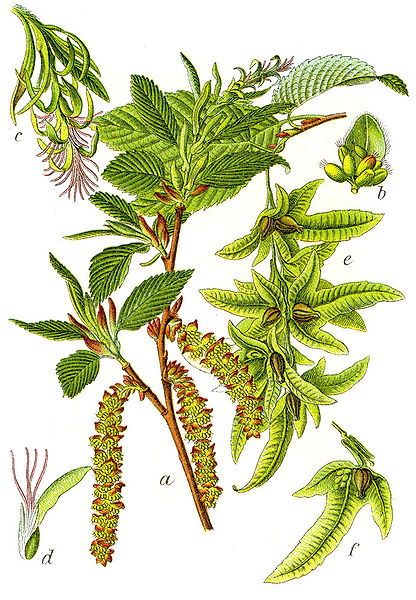 Plik:Carpinus betulus Sturm33.jpg