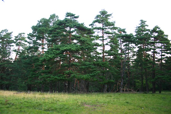 Pinus.jpg