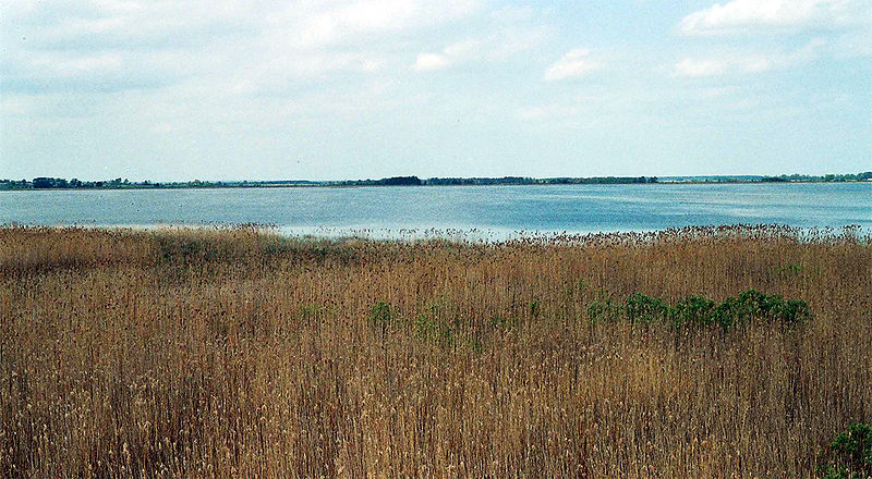 Plik:Jezioro Łuknajno 2.jpg