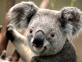 Koala mazurski