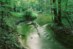 Rezerwat Ostoja bobrów na rzece Pasłęce. Źródło: www.lot.mazury.pl