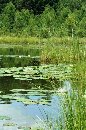 Jezioro Luba, fot. S. Blonkowski, Nadleśnictwo Susz