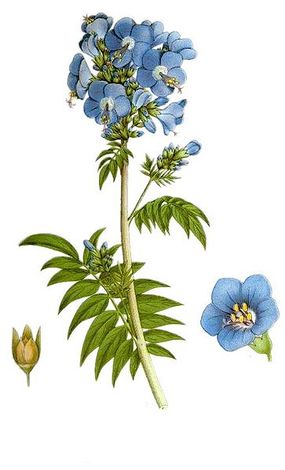 Wielosił błękitny – Nordens Flora. Autor: Carl Axel Magnus Lindman. Źródło: Commons Wikimedia