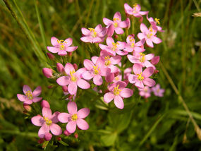 Centuria pospolita - kwiaty.Źródło: www.aromatikacompl.shoper.pl