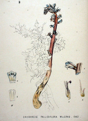 Zaraza bladokwiatowa – Flora Batava (1898), źródło: pl.wikipedia.org [14.07.2014]