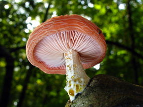 Żyłkowiec różowawy. Fot. Dan Molter. Źródło: Commons Wikimedia