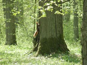 Wiewiórka pospolita w rezerwacie Las Warmiński