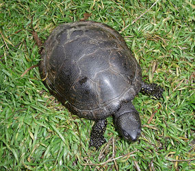 Żółw błotnyFot. George Chernilevsky. Źródło: Commons Wikimedia