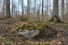 Głaz narzutowy w leśnictwie Buki ©Alicja Szarzyńska