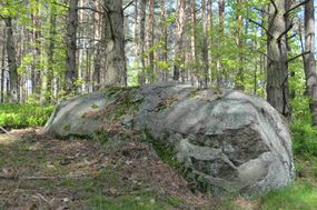 Głaz narzutowy (1) w leśnictwie Napiwoda ©Alicja Szarzyńska