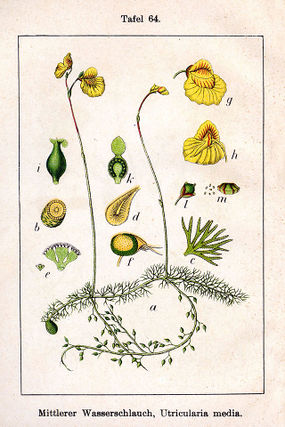 Pływacz średni. Autor: Johann Georg Sturm: Deutschlands Flora in Abbildungen. Źródło: Wikipedia