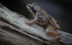 Żaba moczarowa (zdj.H. Oloffson)