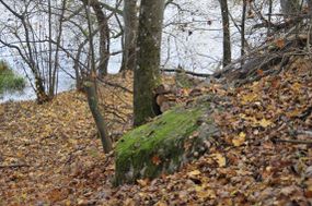 Głaz narzutowy "Kamień Jagiełły" © Alicja Szarzyńska