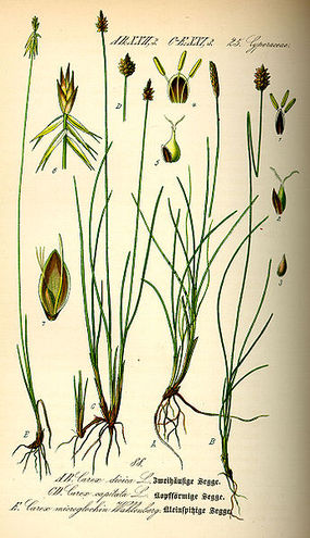 Turzyca drobnozadziorkowa (z lewej). Autor: O. W. Thomé, Flora von Deutschland, Österreich und der Schweiz, 1885. Źródło: Commons Wikimedia