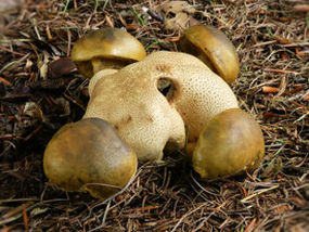 Owocniki podgrzybka tęgoskórowego.Fot. Hans Hillewaert. Źródło: Commons Wikimedia