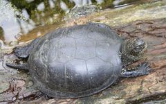 Żółw błotny (fot. D. Avery, flickr.com)