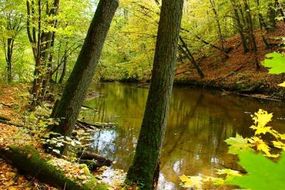 Rzeka Wel w Lesie Nadwelskim. Źródło: parkikrajobrazowewarmiimazur.pl
