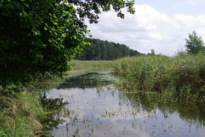 Przerwanki. Rzeka Sapina. Fot. Janericloebe. Źródło: Commons Wikimedia [24.10.2014]