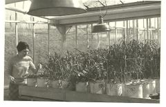 Teresa Kawecka w hali wazonowej przy doświadczeniu z kukurydzą.Źródło: Archiwum Zdzisława Kaweckiego.