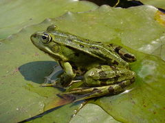 Żaba wodna. Fot. Grand-Duc. Źródło: Commons Wikimedia