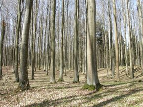 Buczyna w rezerwacie Kamienna Góra koło Jonkowa – aspekt wiosenny. Fot ze zbiorów autora.