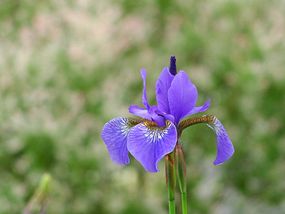 Kosaciec syberyjski. Kwiat.Fot. Tomasz Bienias. Źródło: Commons Wikimedia