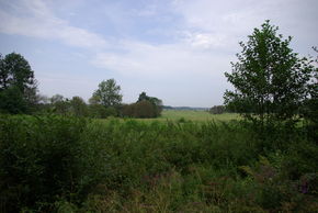 Lasy Skaliskie – okolice miejscowości Rapa, źródło: wikimedia.pl