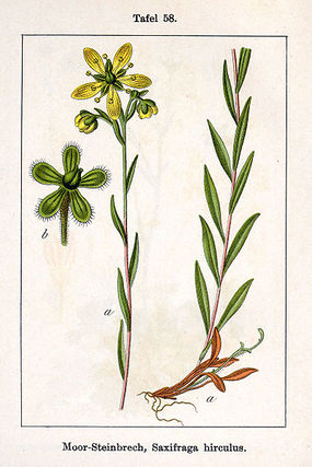 Skalnica torfowiskowa. Autor: J. G. Sturm, Deutschlands Flora in Abbildungen (1796). Źródło: Commons Wikimedia