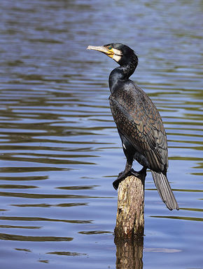 Kormoran. Ptak ten chętnie gniazduje na jednej z wysp jeziora źródło: pl.wikipedia.org [22.10.2014]