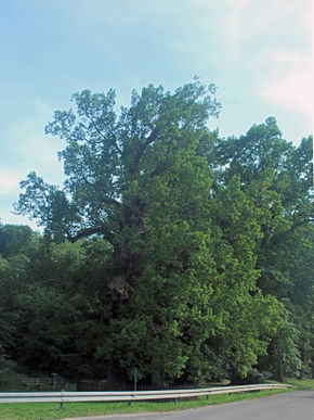 Dąb nazwany na cześć Jana Bażyńskiego w Kadynach. Autor: Polimerek. Źródło: Commons Wikimedia