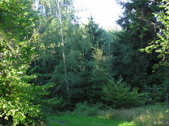 Czarne. Okoliczne lasy.Źródło: www.powiat.pisz.pl [04.07.2014]