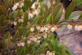 Chamedafne północna – pokrój. Fot. magnolia1000. Źródło: Commons Wikimedia [10.04.2014]