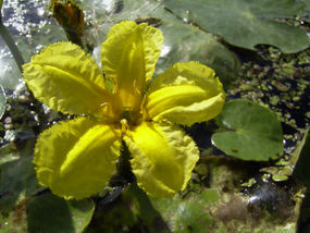 Kwiat grzybieńczyka wodnego.Źródło: Wikipedia