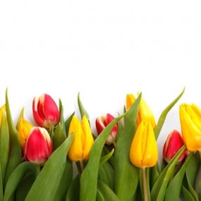 Giżyckie Stowarzyszenie Osób z Chorobą Parkinsona, ich Rodzin i Przyjaciół "Tulipany", źródło: "Tulipany" [30.06.2014]