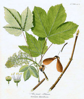 Klon jawor, źródło: J. C. Krauss, Afbeeldingen der fraaiste, meest uitheemsche boomen en heesters, Amsterdam 1802.