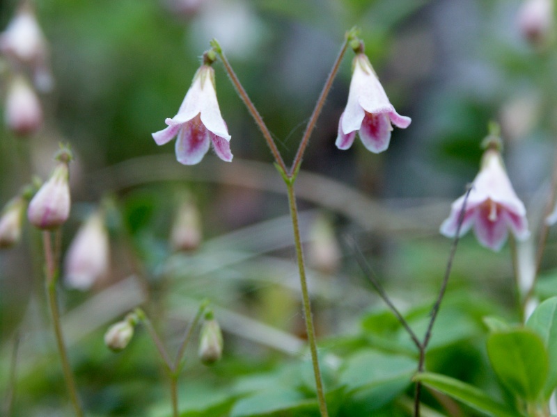 Plik:Linnaea borealis.jpg
