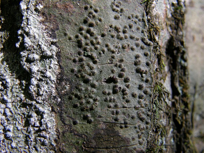 Plik:Pyrenula.jpg