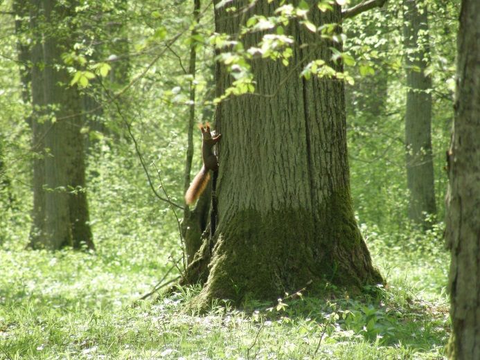Plik:Wiewiorka.jpg