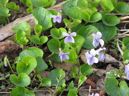 Plik:Viola.jpg