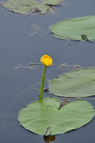 Plik:Nuphar.jpg