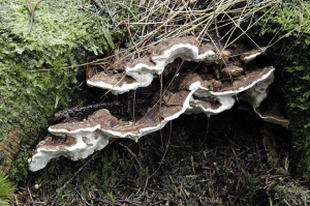 Plik:Korzeniowiec.jpg