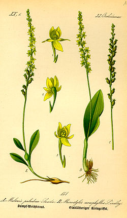 Plik:Illustration Malaxis monophyllos0.jpeg