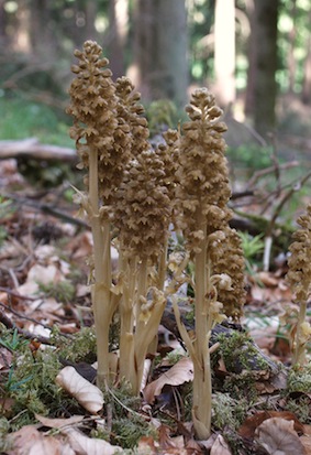 Plik:Neottia.jpg