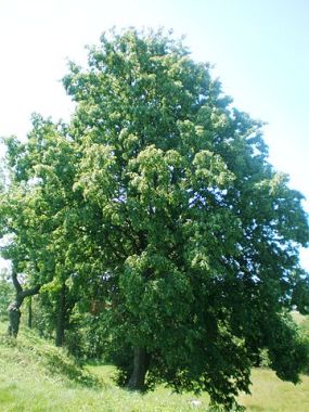 Plik:Tili.jpg