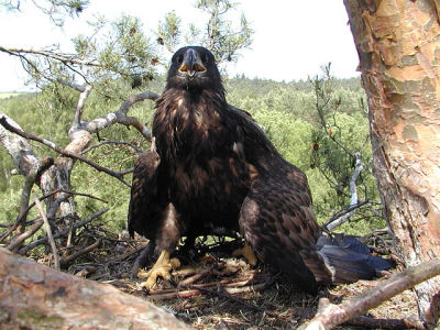 Plik:Albic.jpg