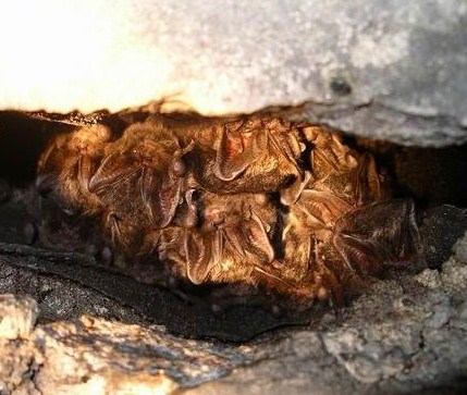 Plik:Mopek - kolonia.jpg