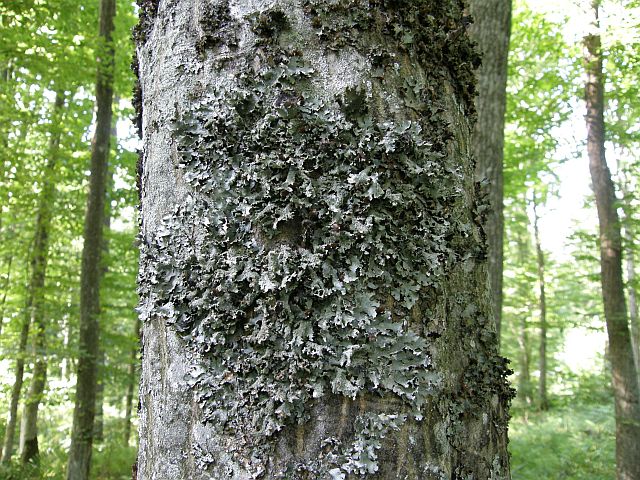 Plik:Parmelia submontana.jpg