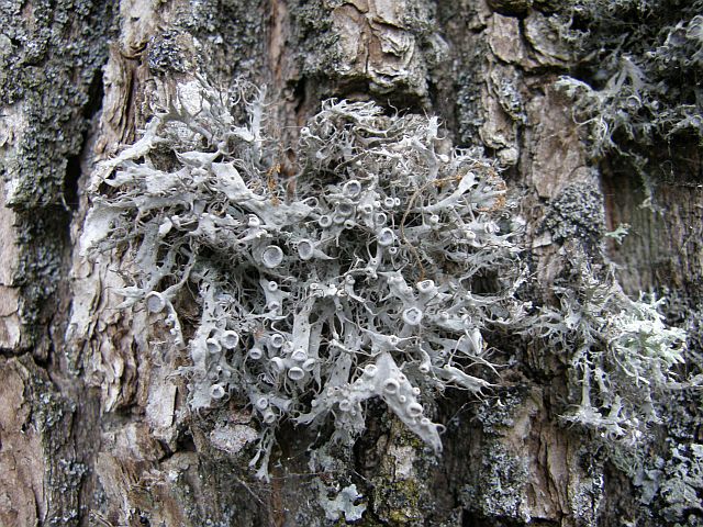 Plik:Obrostnica.jpg